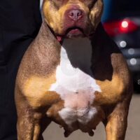 Bloodlinebullies Champion Sasha