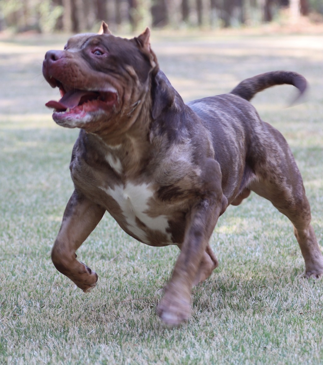 Dog Featured Image