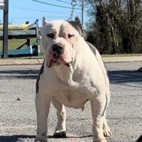 BSB Blow of Abnormal