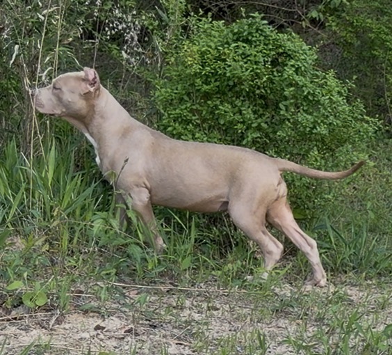 Dog Featured Image