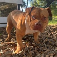 RRK’S/77-STYLE BULIES’ NYLA