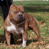 CH AKROSE SUGAR SPUN STONE*