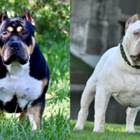 BLACK BETTY ❌ WHITEOUT